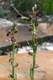 Ophrys mammosa подвид caucasica. Соцветия. Краснодарский край, Анапский р-н, окр. с. Варваровка, приморский каменистый склон ЮЗ экспозиции. 24 апреля 2018 г.