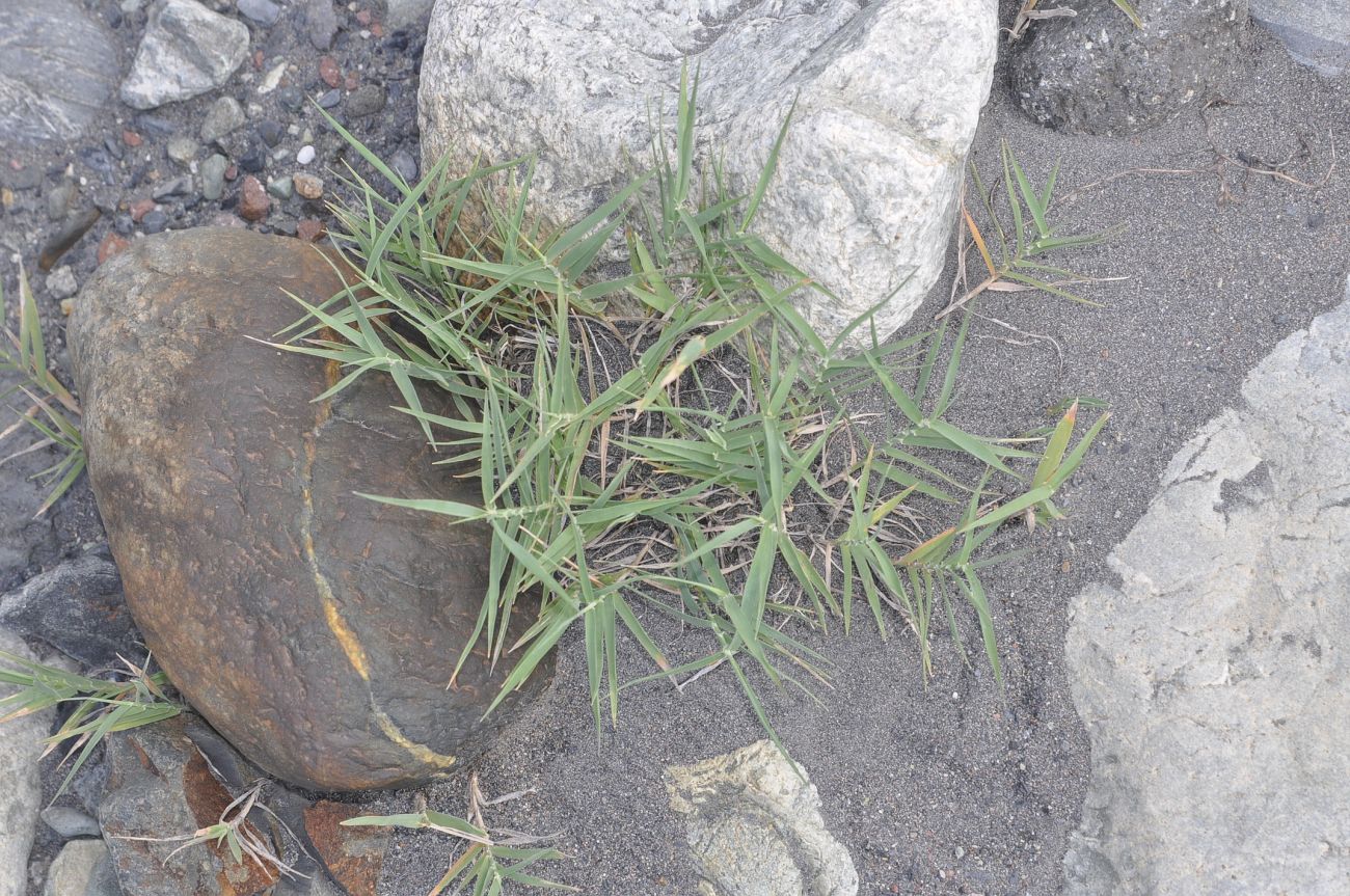 Изображение особи Phragmites australis.