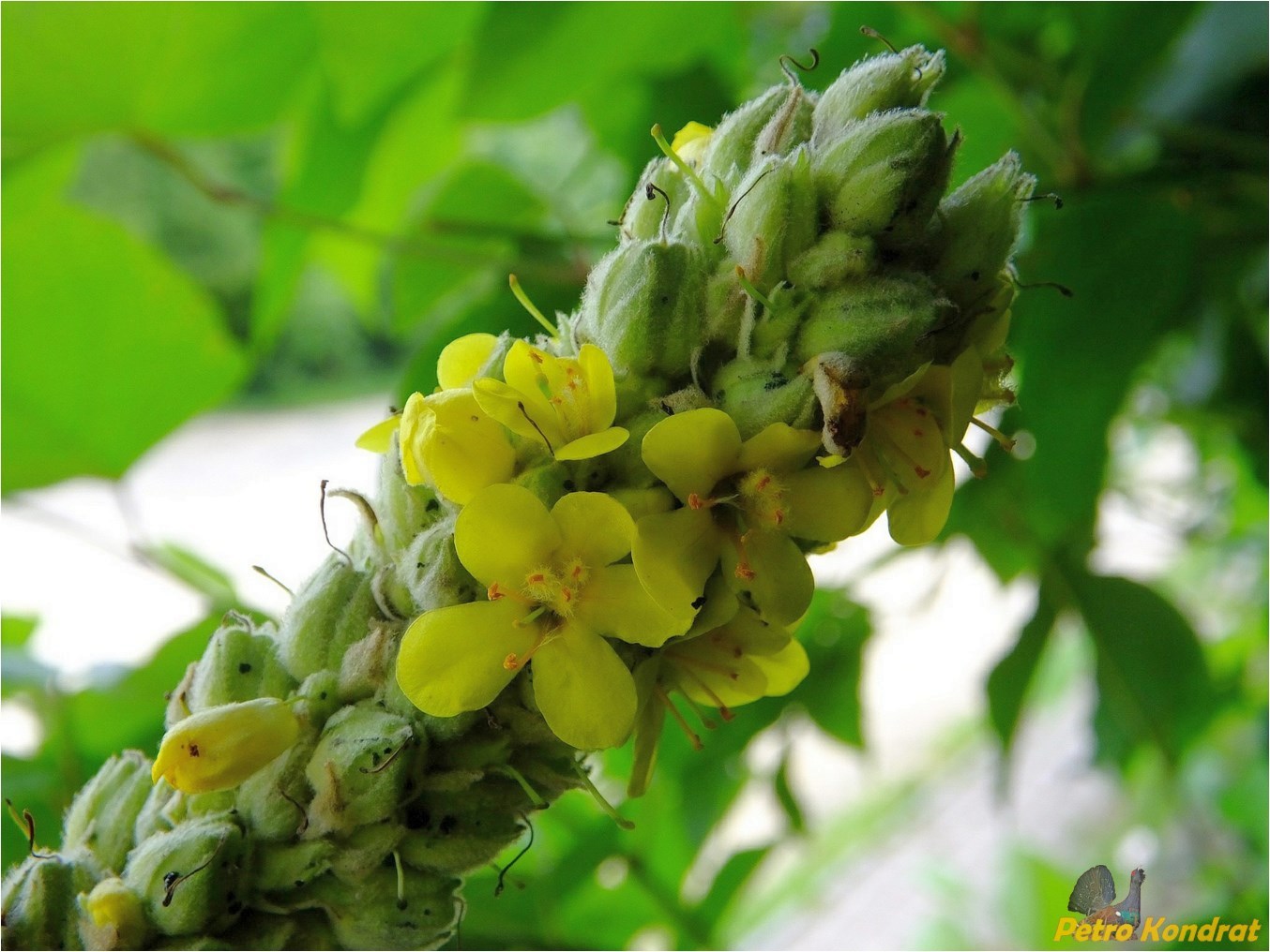 Image of Verbascum densiflorum specimen.