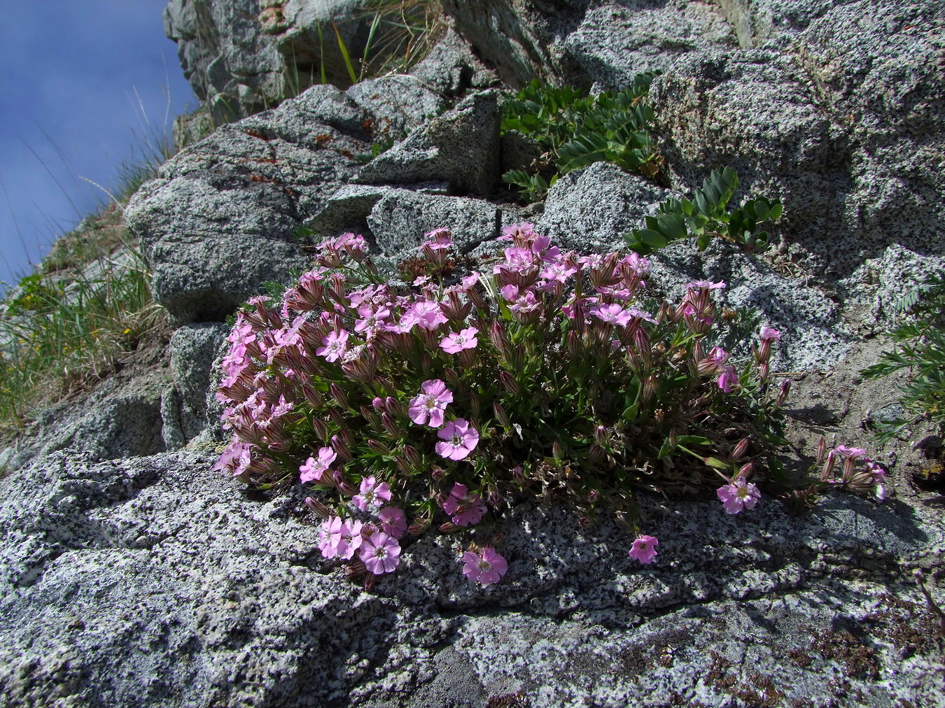 Image of Lychnis ajanensis specimen.