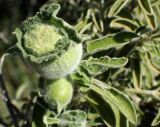 Salvia fruticosa