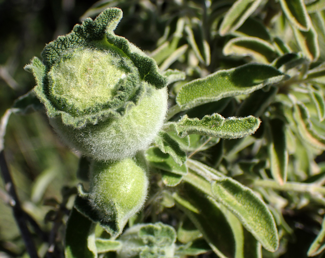Image of Salvia fruticosa specimen.