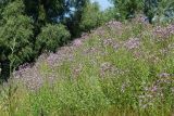 Cirsium setosum