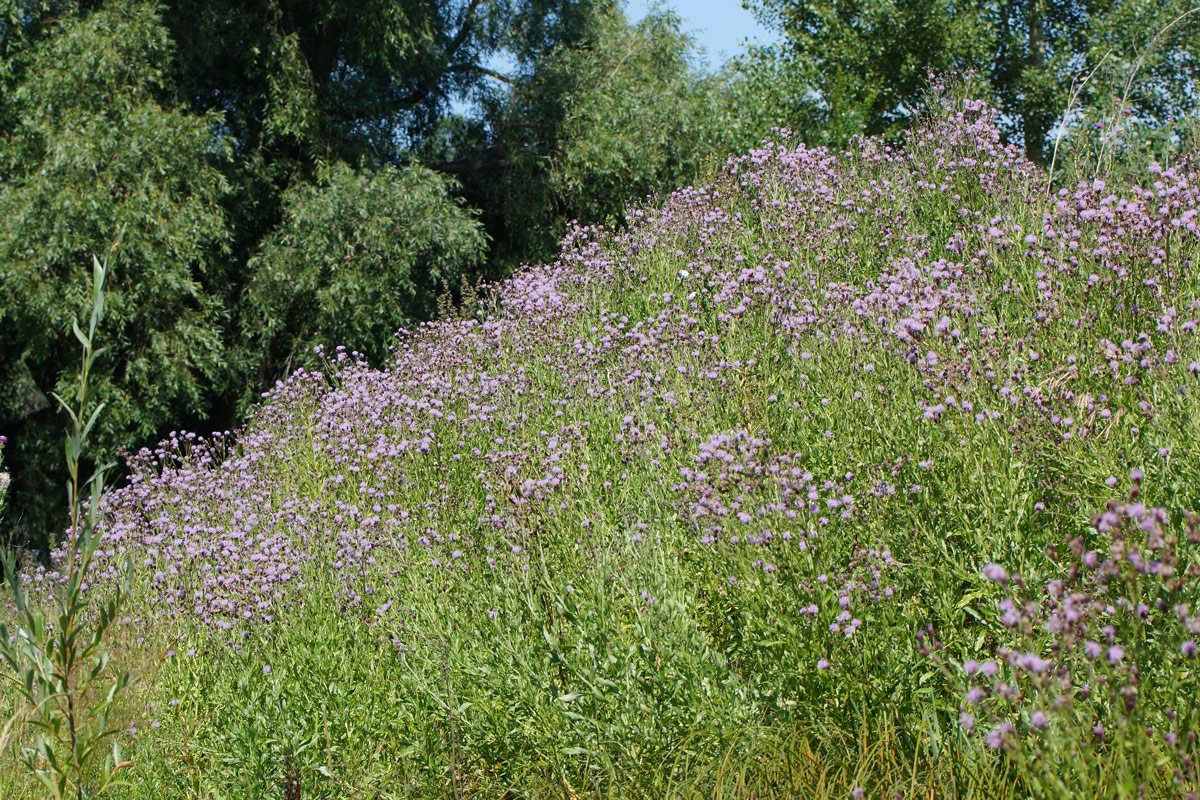 Изображение особи Cirsium setosum.