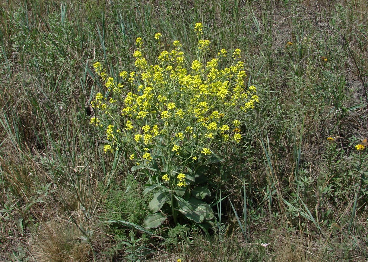 Image of Erucastrum armoracioides specimen.