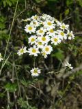 Pyrethrum corymbosum