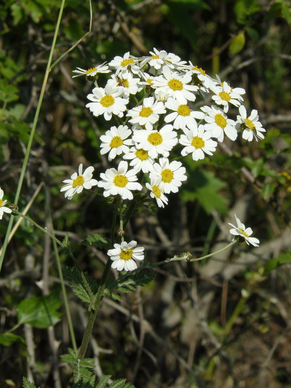 Изображение особи Pyrethrum corymbosum.