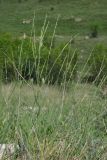 Poa sterilis. Вегетирующие растения. Крым, Симферопольский р-н, окр. с. Живописное, склон долины р. Чуюнча, степь. 25.05.2018.
