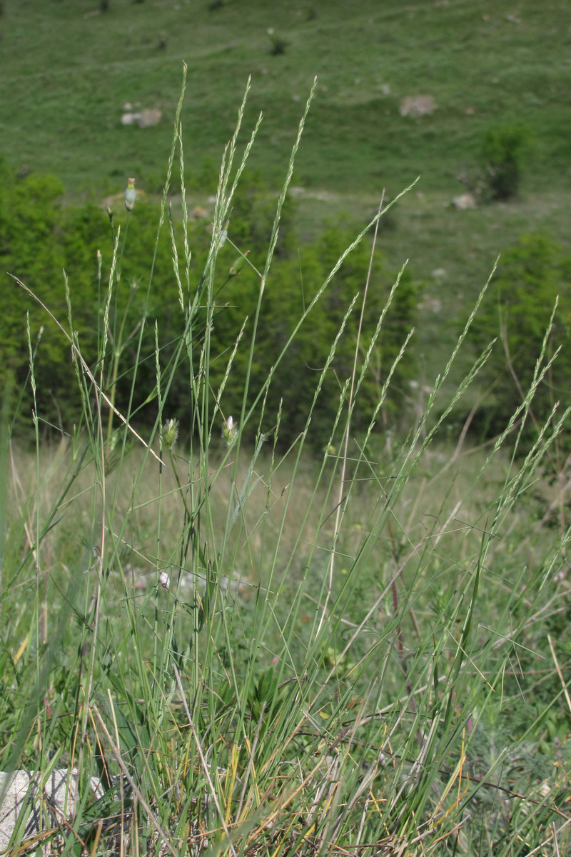 Image of Poa sterilis specimen.