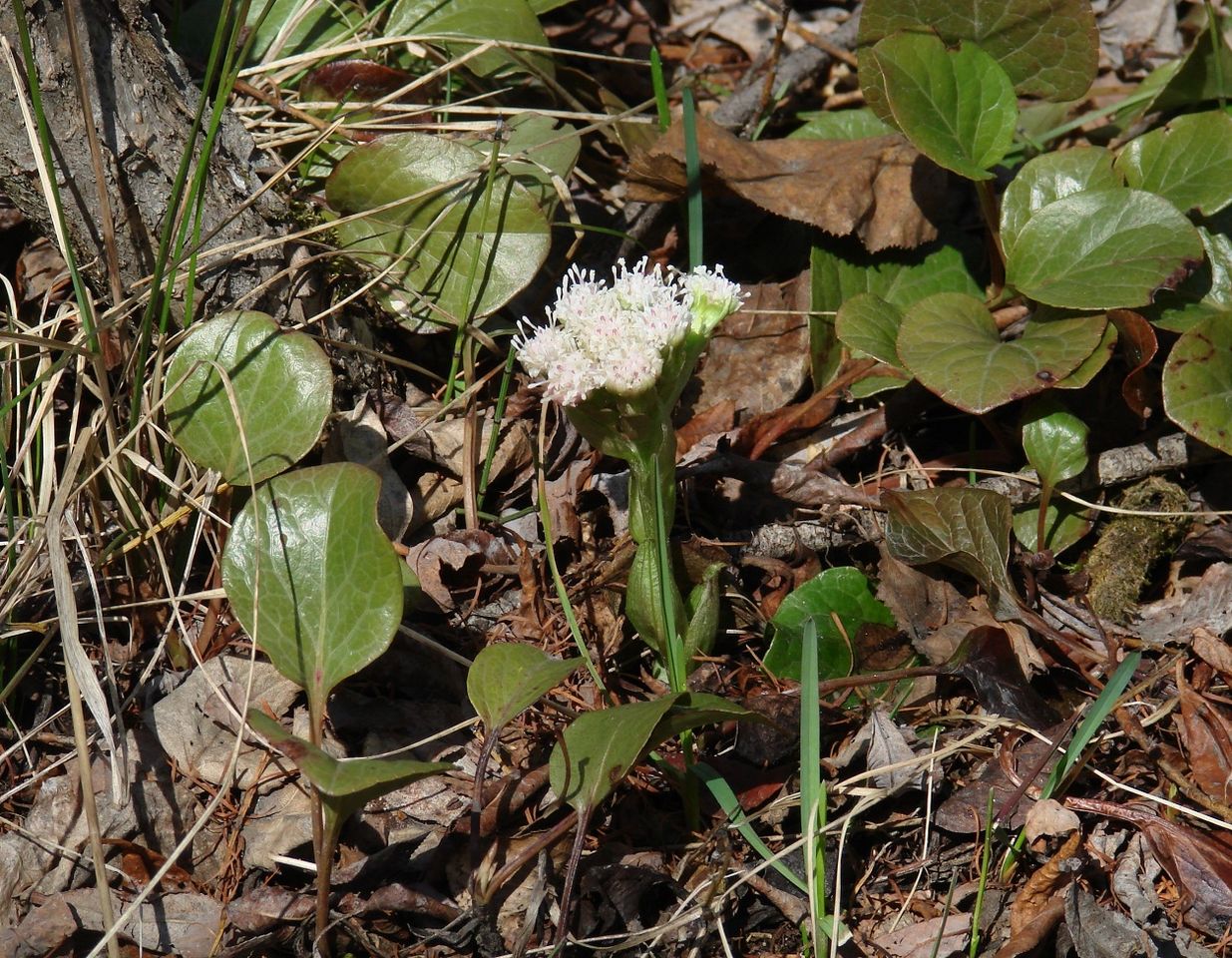 Изображение особи Petasites rubellus.