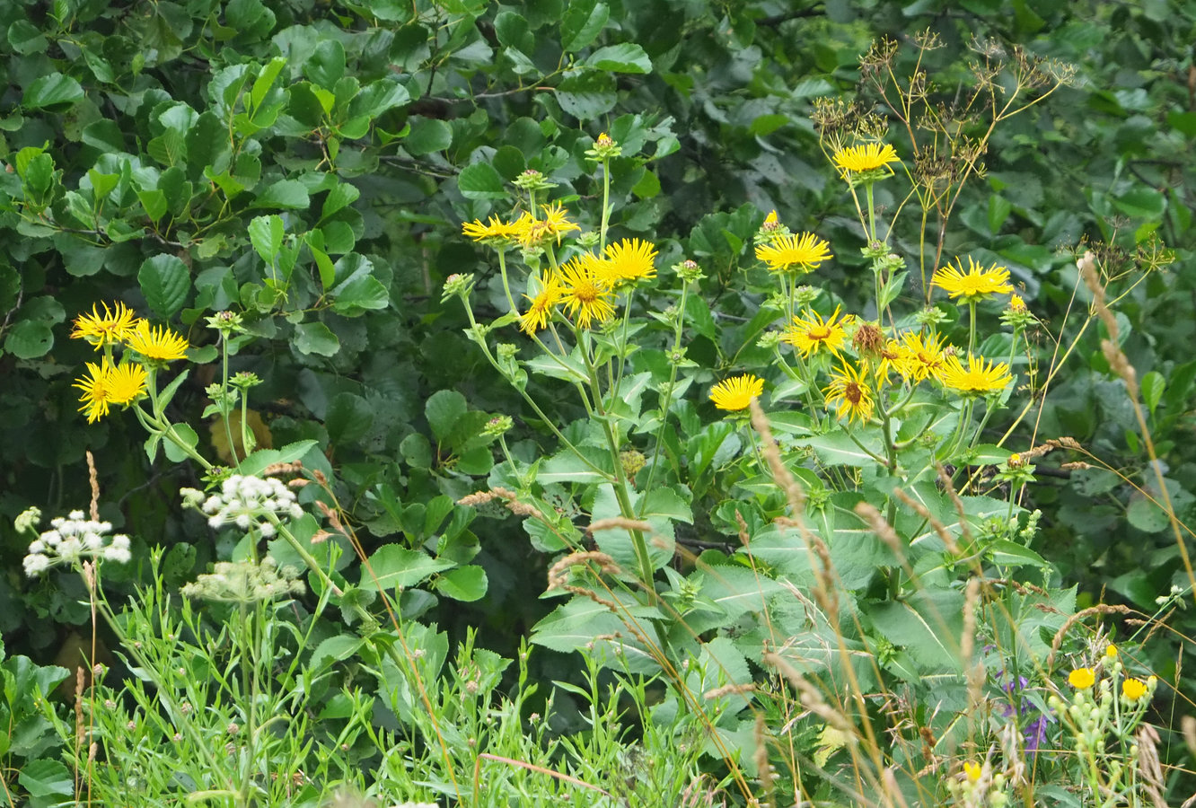 Изображение особи Inula helenium.