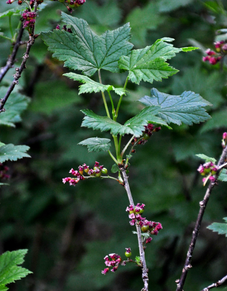 Изображение особи Ribes altissimum.