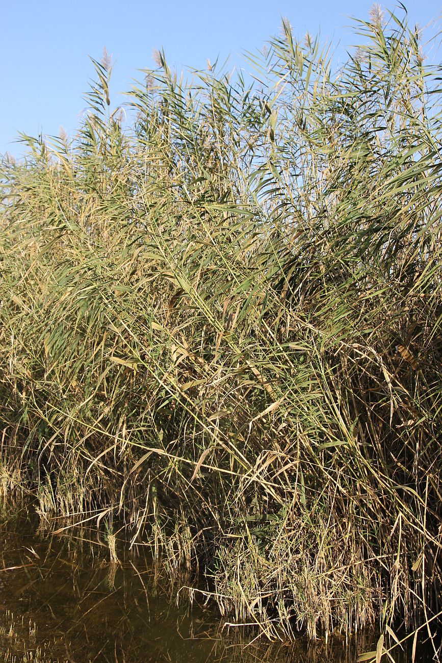 Изображение особи Phragmites australis.