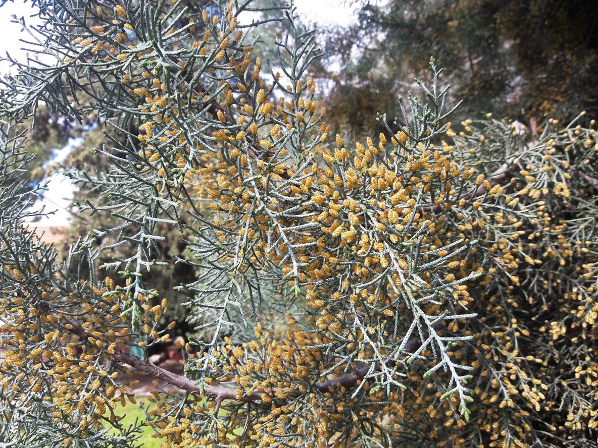 Image of Cupressus arizonica specimen.