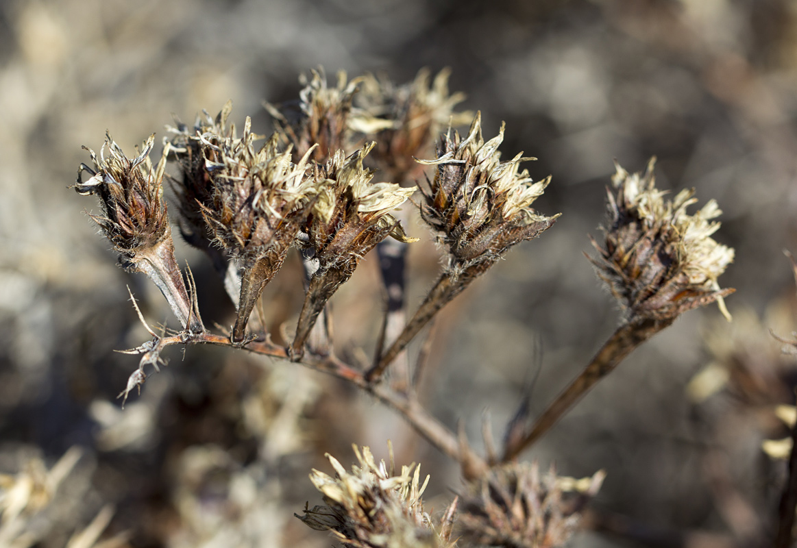 Изображение особи Limonium sinuatum.