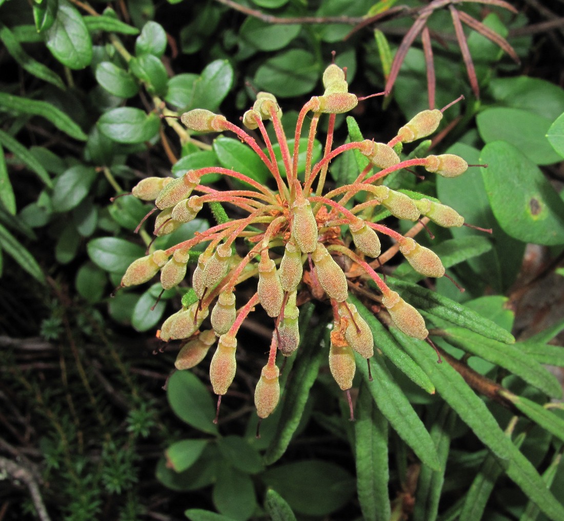 Image of Ledum palustre specimen.