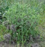 Carlina libanotica