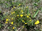 Potentilla crantzii. Цветущее растение. Санкт-Петербург, Пушкинский р-н, окр. пос. Александровская, склон. 09.05.2019.