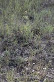 genus Bupleurum