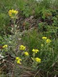 Alyssum trichostachyum. Цветущее и плодоносящее растение. Крым, верхнее плато Чатырдага. 4 июля 2010 г.