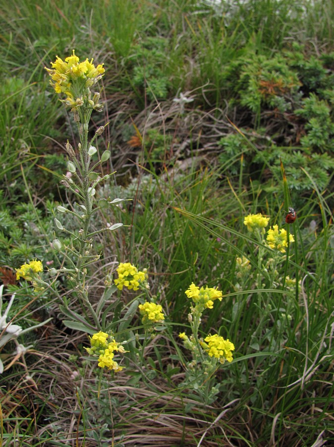 Image of Alyssum trichostachyum specimen.