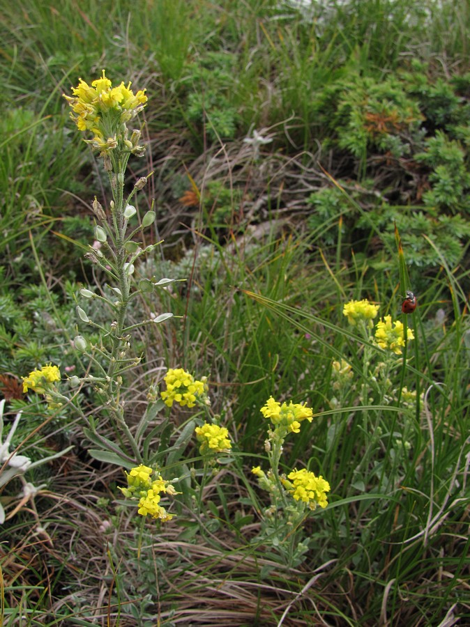 Изображение особи Alyssum trichostachyum.