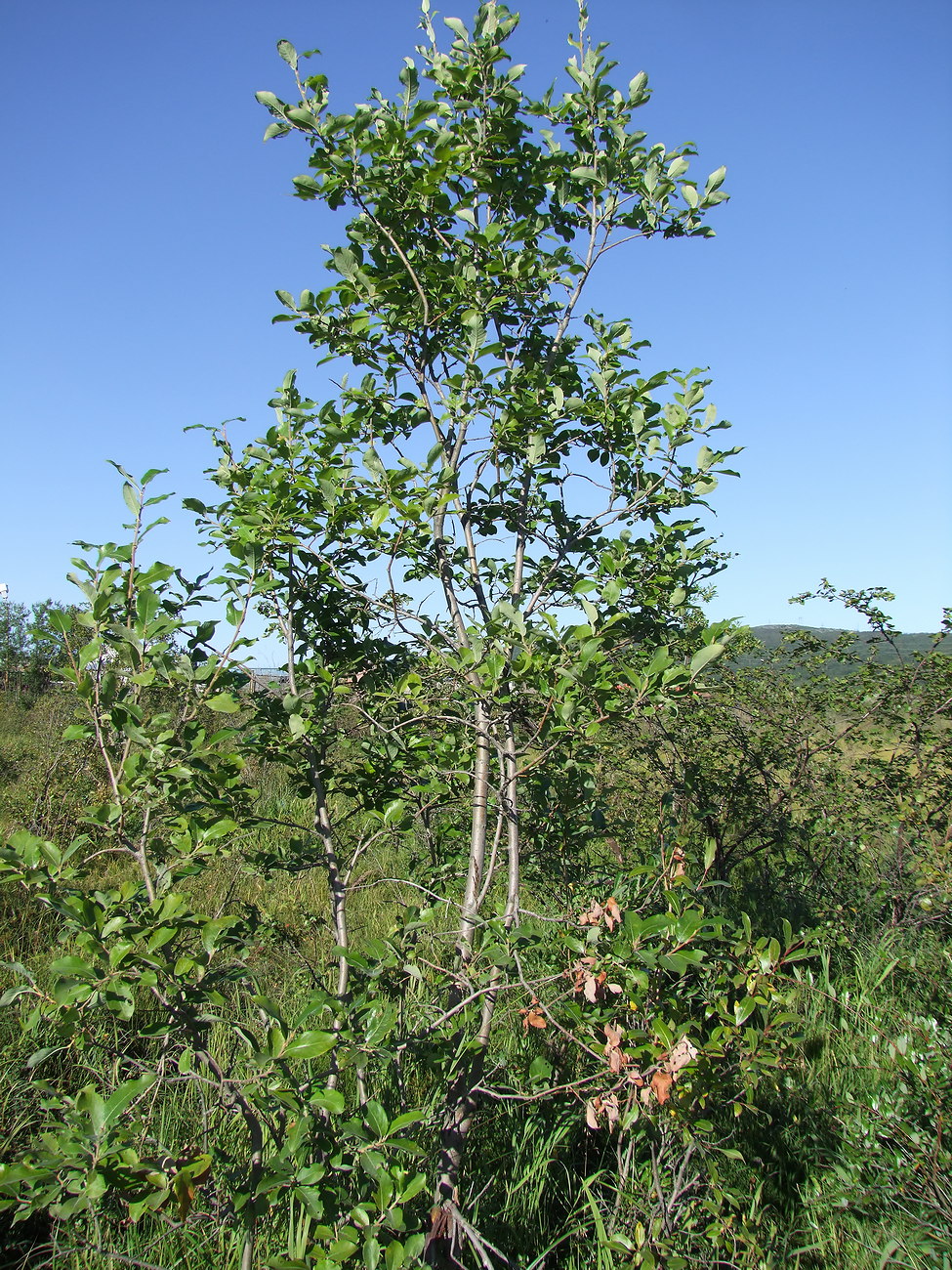 Image of Salix abscondita specimen.
