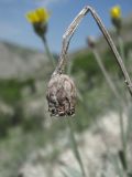 Tanacetum akinfiewii. Прошлогоднее соплодие. Дагестан, Левашинский р-н, окр. с. Цудахар, ок. 1300 м н.у.м., обрывистый известняковый склон. 11.06.2019.