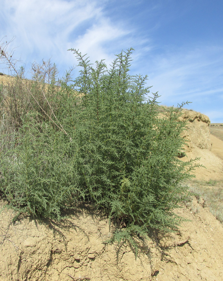 Изображение особи Salsola dendroides.