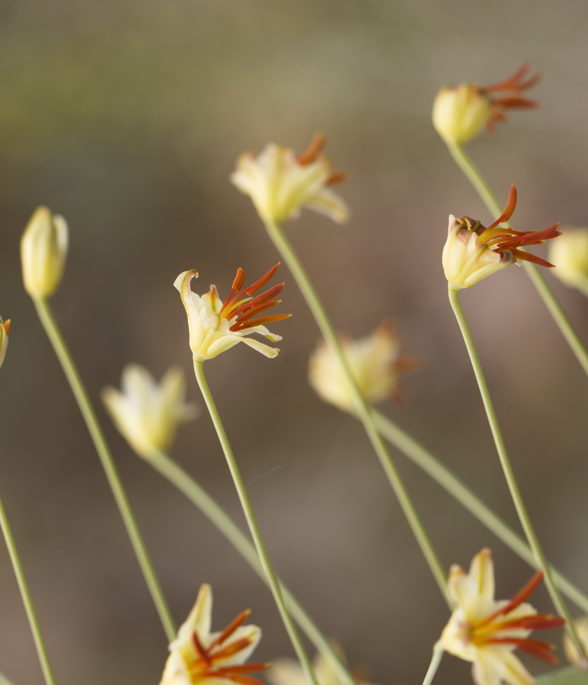 Изображение особи Eremurus czatkalicus.