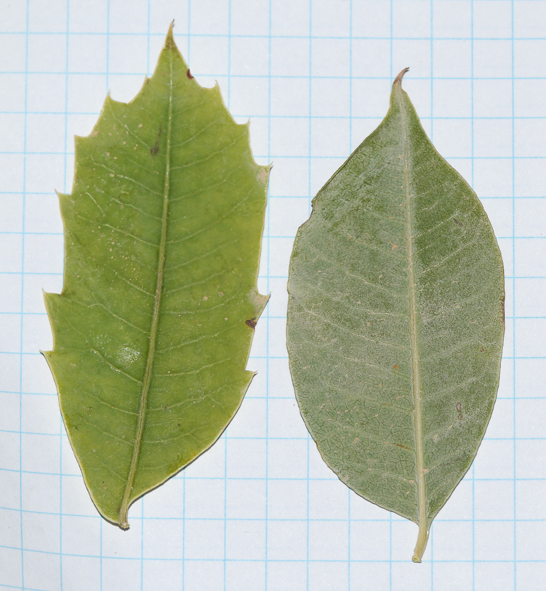 Image of Sclerocarya birrea specimen.