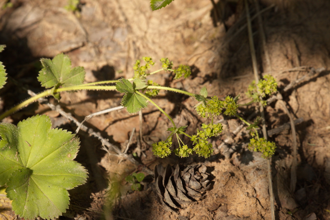 Изображение особи Alchemilla propinqua.