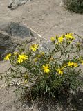 Youngia подвид altaica