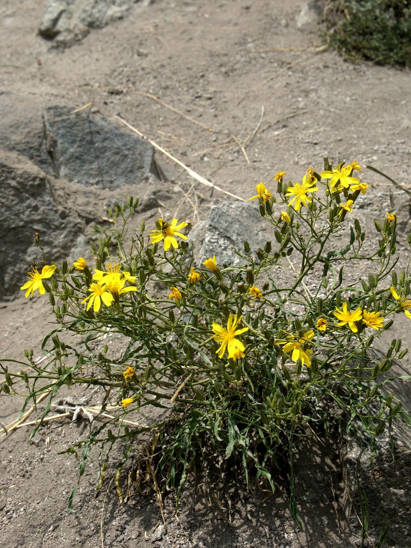 Image of Youngia tenuifolia ssp. altaica specimen.