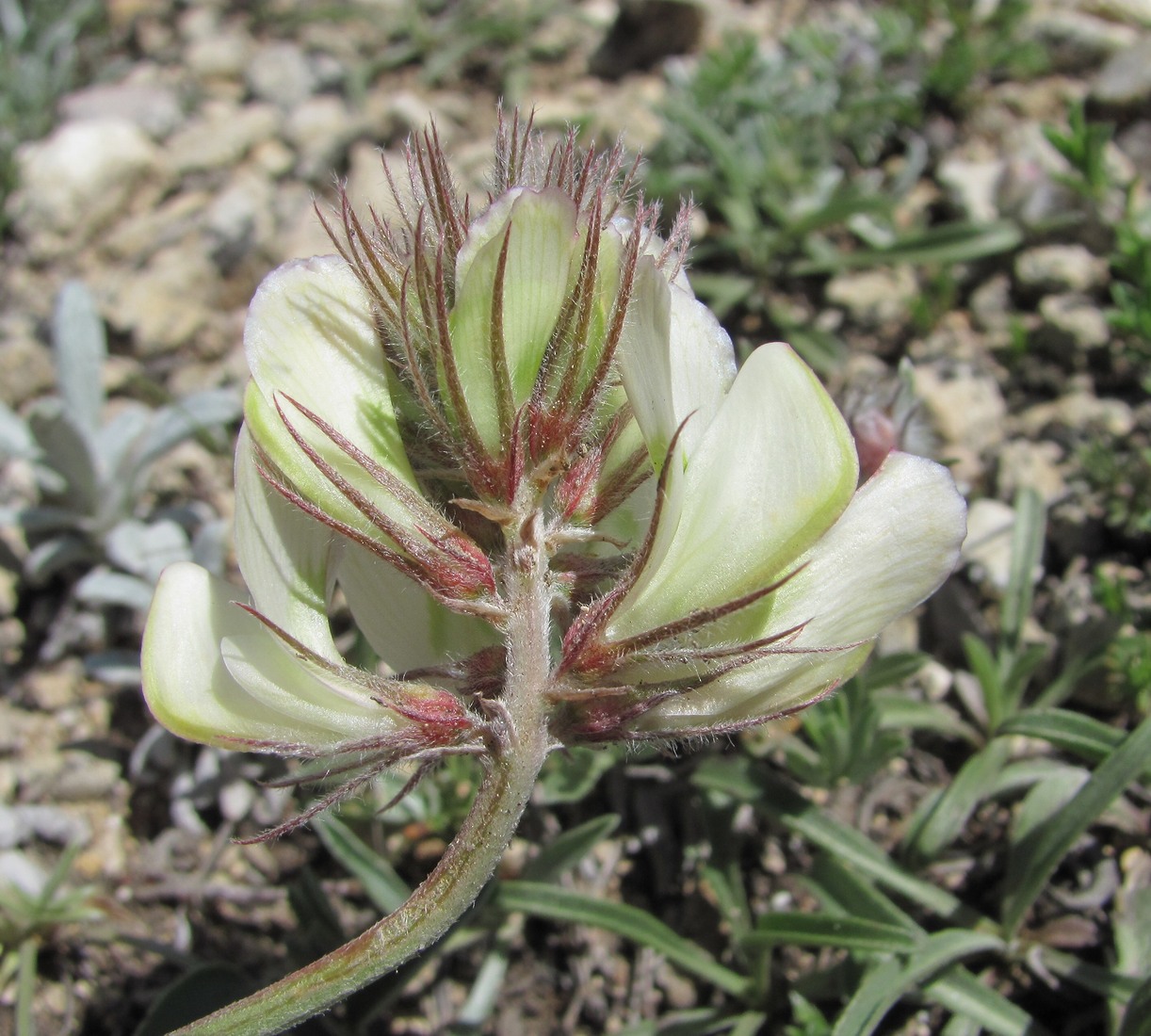 Изображение особи Hedysarum daghestanicum.