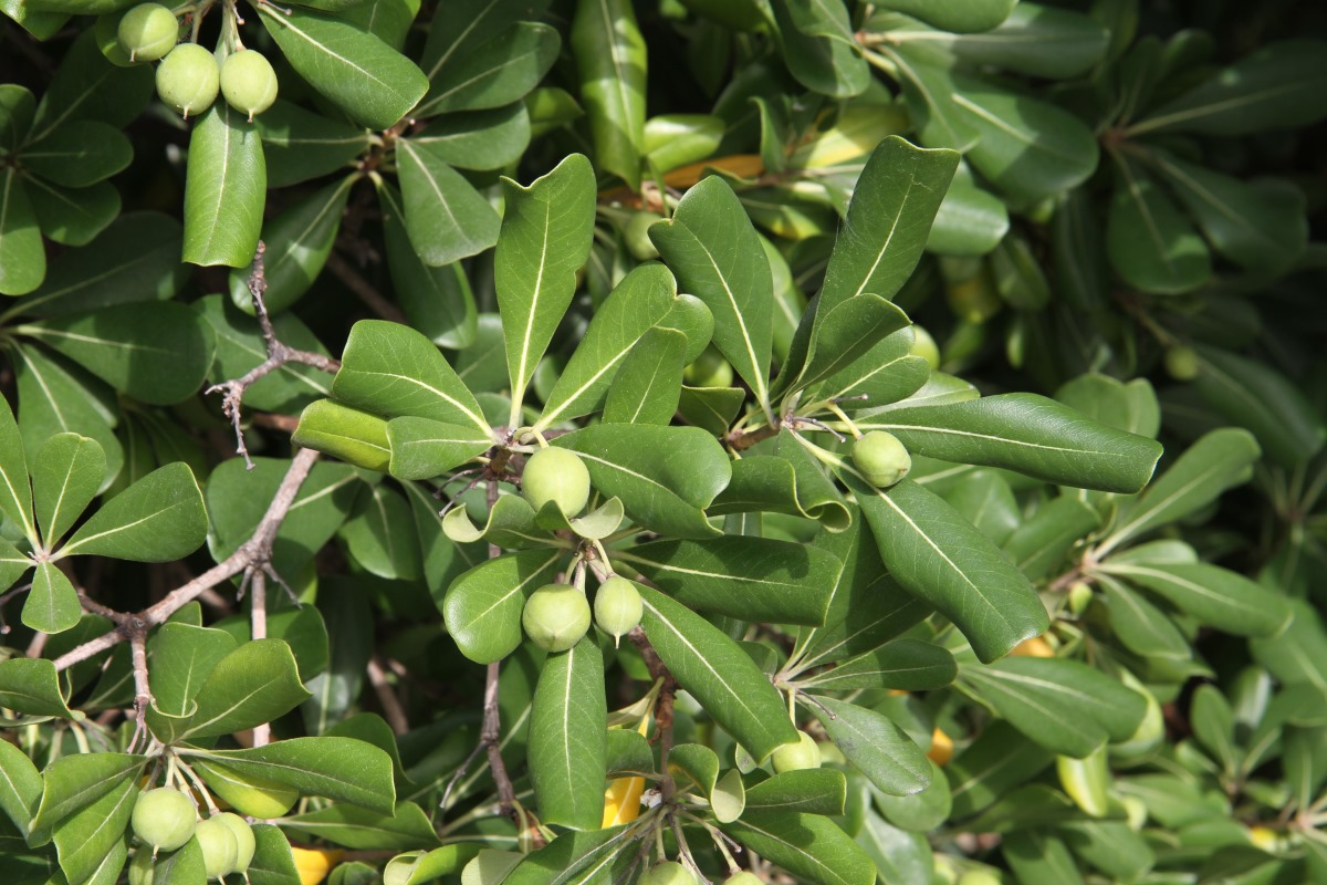 Image of Pittosporum tobira specimen.