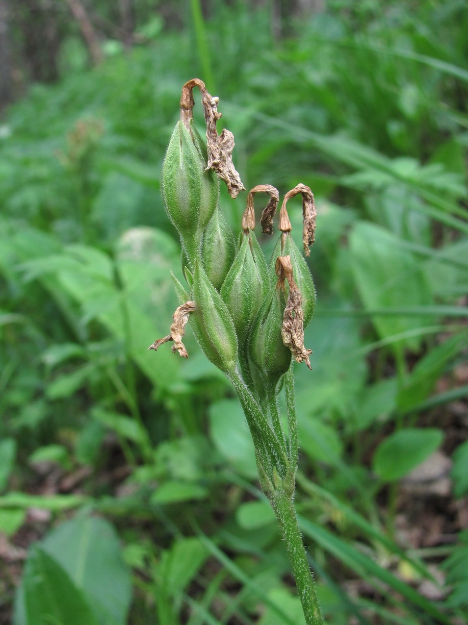 Изображение особи Primula macrocalyx.