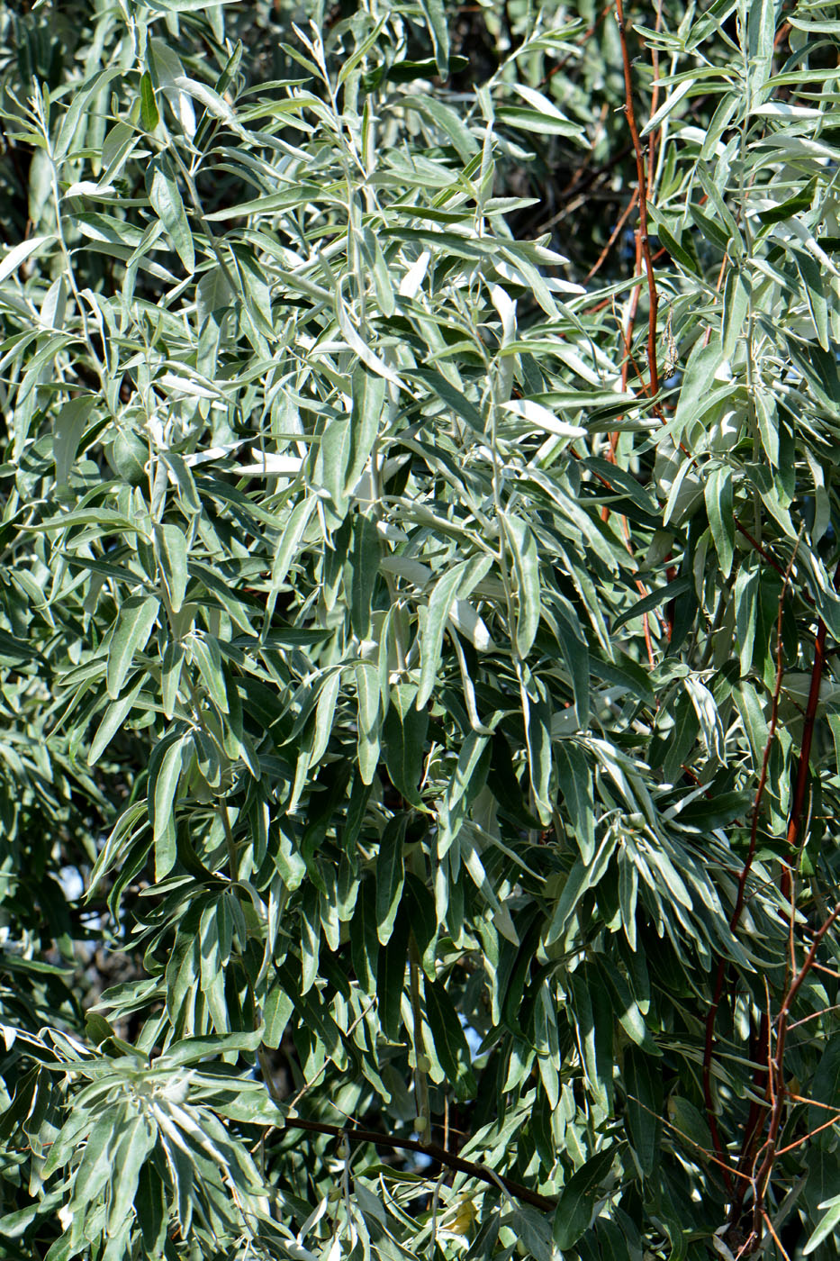 Image of Elaeagnus angustifolia specimen.