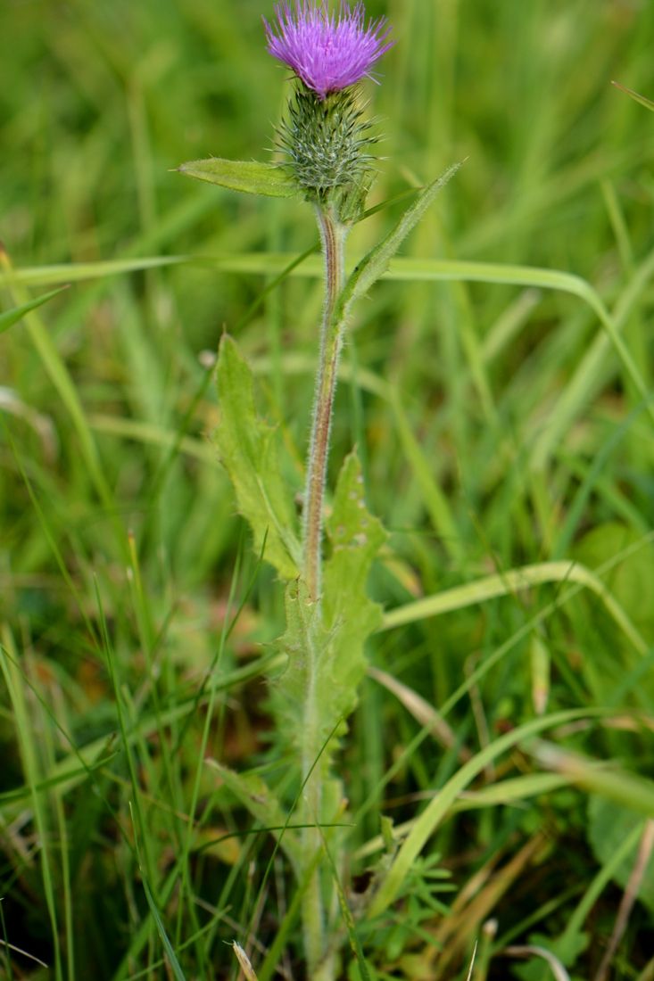 Изображение особи род Cirsium.