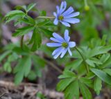 Anemone caucasica. Цветки и листья. Краснодарский край, Мостовский р-н, окр. пос. Кировский, южный склон Чай-горы (2089 м), 1970 м н.у.м., субальпийский луг. 21.05.2019.