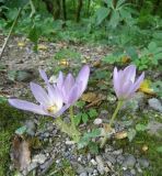 Colchicum speciosum