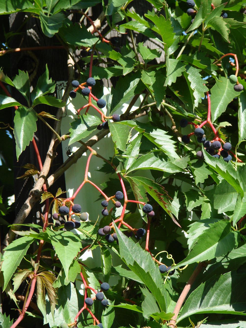 Image of Parthenocissus quinquefolia specimen.