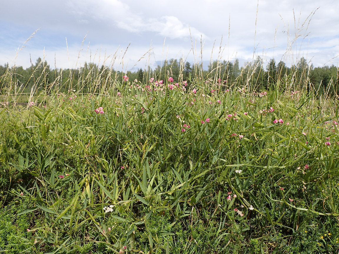 Изображение особи Lathyrus sylvestris.