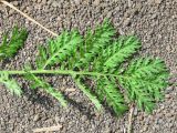 Artemisia laciniatiformis. Часть стеблевого листа. Камчатский край, Елизовский район, природный парк \"Вулканы Камчатки\", кордон Центральный, луг у горячего термального источника 2-я лужа. 23.07.2010.