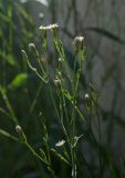 Symphyotrichum graminifolium