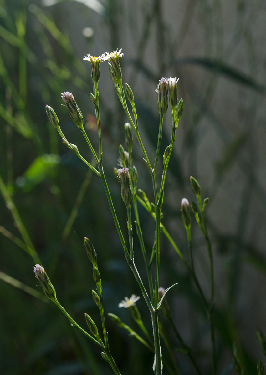 Изображение особи Symphyotrichum graminifolium.