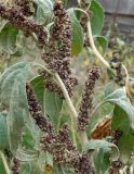 Cyclachaena xanthiifolia. Часть побега с соплодиями. Астраханская обл., с. Досанг, обочина дороги. 23.09.2019.