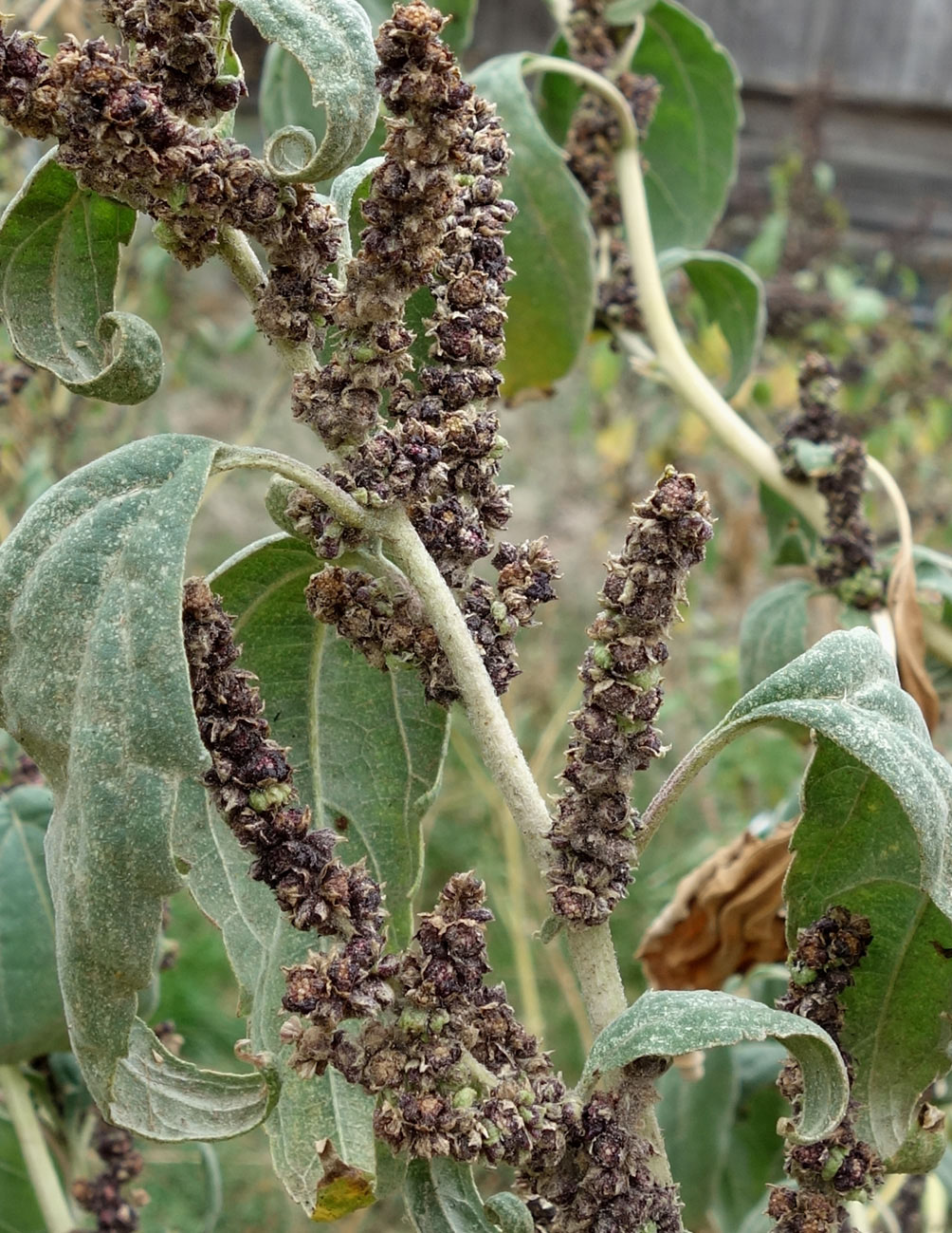 Image of Cyclachaena xanthiifolia specimen.