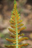 Polypodium californicum. Часть вайи со спорангиями. США, Калифорния, Сан-Франциско, в природном парке. 15.02.2017.