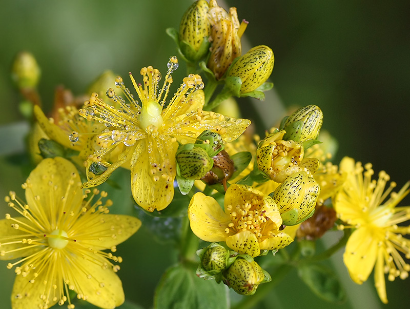 Изображение особи Hypericum maculatum.